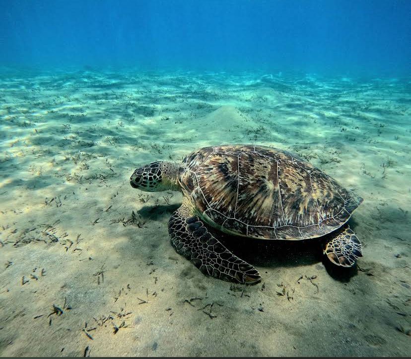 Abu Dabbab (Turtle Bay)